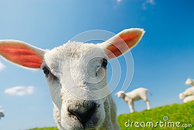 Curious lamb in spring Stock Photo