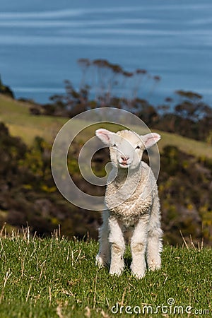 Curious lamb Stock Photo
