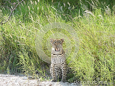 Curious leopard Stock Photo