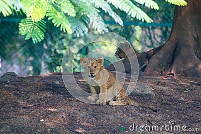 Curious Lion Cub Stock Photo
