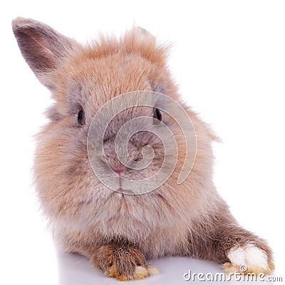 Curious little brown rabbit Stock Photo