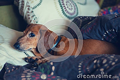 Curious little dog, the dachshund is lying on the couch Stock Photo