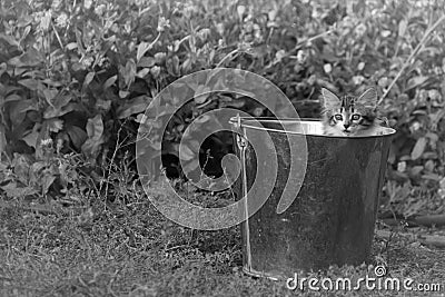 A curious little furry kitten Stock Photo