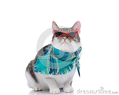 curious little metis kitty with sunglasses looking up and being eager Stock Photo