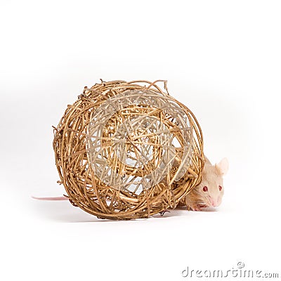 Curious little mouse hides behind the decorative ball Stock Photo