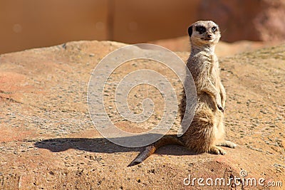 Curious Meerkat Stock Photo