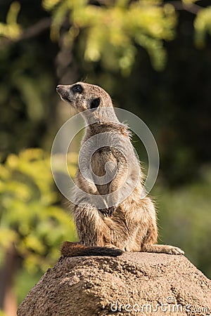 Curious meerkat Stock Photo