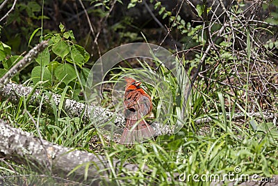 Curious, Molting Male Cardinal Stock Photo