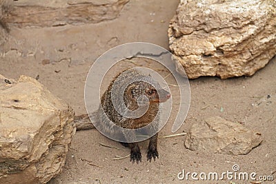 curious mongooses between two stones Stock Photo