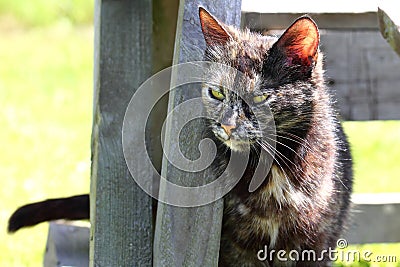 Curious Motley Cat Stock Photo