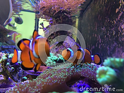 Curious Nemo Playing on a Real Fish Tank Stock Photo