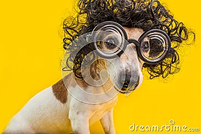 Curious nerd smart dog face in round professor glasses and curly black afro style hairstyle. Education. Yellow Stock Photo