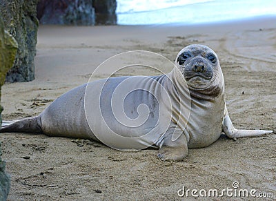 Elephant seal, new born pup or infant, big sur, california Stock Photo