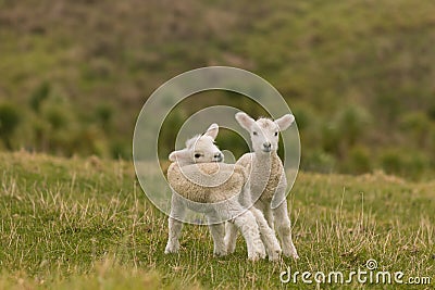 Curious newborn lambs Stock Photo