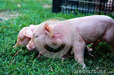 Curious Newborn pigs on green grass Stock Photo