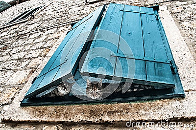 Curious observers - two cats peeking through turquoise window blinds Stock Photo