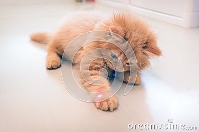 Curious Orange Kitten Plays with a Red Dot from a Laser Pointer Stock Photo