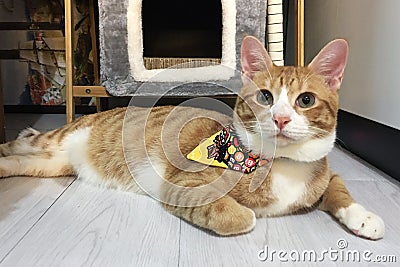 curious orange and white tabby cat wearing yellow scarf Stock Photo