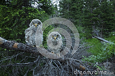 Curious Owl Chicks Stock Photo