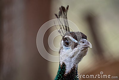 Curious peacock, close-up portrait with an eye Stock Photo