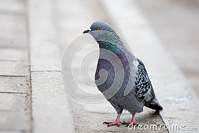 curious pigeon Stock Photo