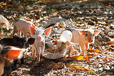 Curious piglets Stock Photo