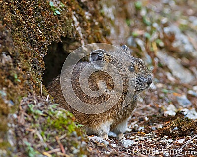 Curious Pika Stock Photo