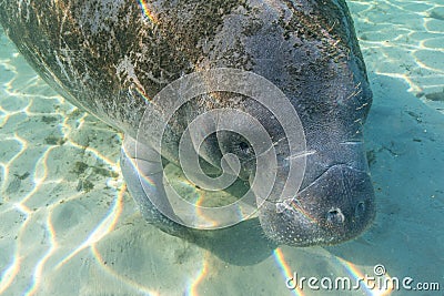 A Curious and Playful West Indian Manatee Stock Photo