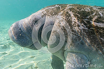 West Indian Manatee Approaches the Camera Stock Photo