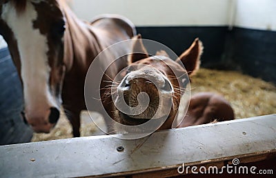 A young Quarter Horse foal peaking over the edge of the stable door Stock Photo