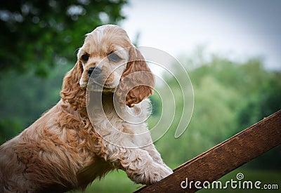 Curious puppy Stock Photo