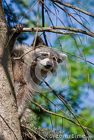 Curious Raccoon Stock Photo