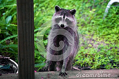 Curious raccoon standing on stair Stock Photo