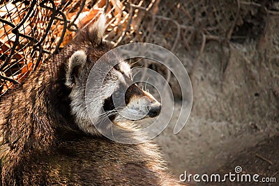 Curious Raccoon Stock Photo