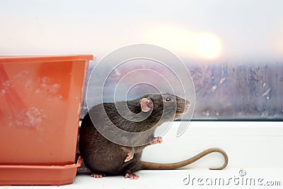 A curious rat with its tail curled into a ring Stock Photo
