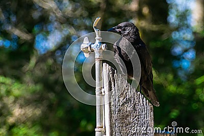 Curious Raven Looking For Water Stock Photo