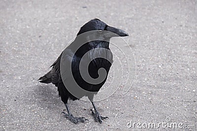 A Curious Raven Stock Photo