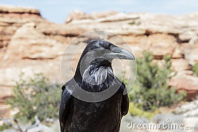 Curious Raven - Red Rock Formations Near Canyonlands National Pa Stock Photo