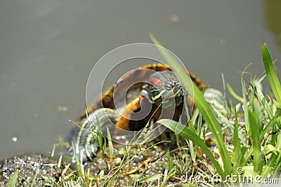 Curious red-eared slider turtle coming to land getting out of a pond Stock Photo