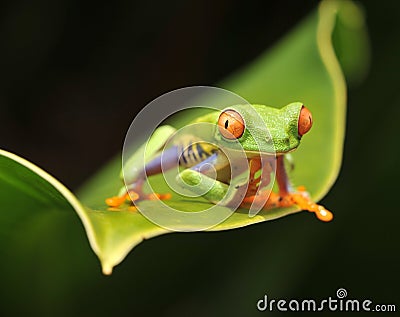 Curious red eyed green tree frog looking at camera Stock Photo