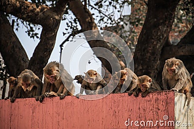Curious rhesus macaques, Uttar Pradesh, Varanasi, India Stock Photo