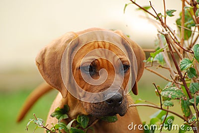 Curious Rhodesian puppy Stock Photo