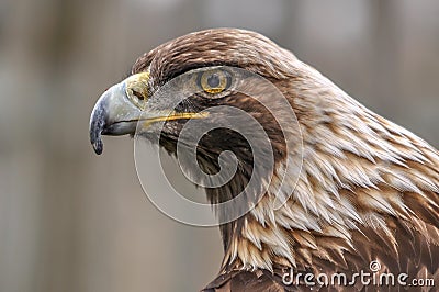 Curious royal eagle looking at me, Quebec, Canada Stock Photo