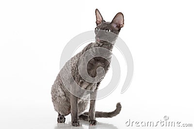 Curious and Scared Black Cornish Rex Cat Sitting on the White Table with Reflection. White Background. Portrait. Looking Right. Stock Photo