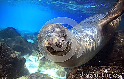 Curious sea lion underwater Stock Photo