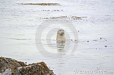 Curious seal. West coast beach Iceland Stock Photo