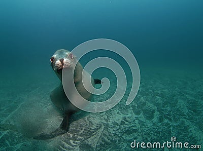 Curious Sealion Stock Photo