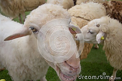 Curious sheep Stock Photo