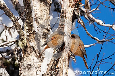 A tender moment of a pair of Siberian jays Stock Photo