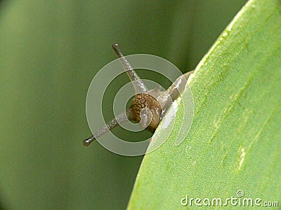 Curious snail looking out Stock Photo